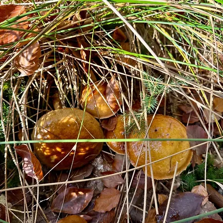 4summer Blue Maris White Blue Sauna & Fitness & Parking 100 Metrow Do Pieknej Szerokiej Piaszczystej Plazy, 100 Meter Zu Einem Schoenen Breiten Sandstrand Lejlighed
